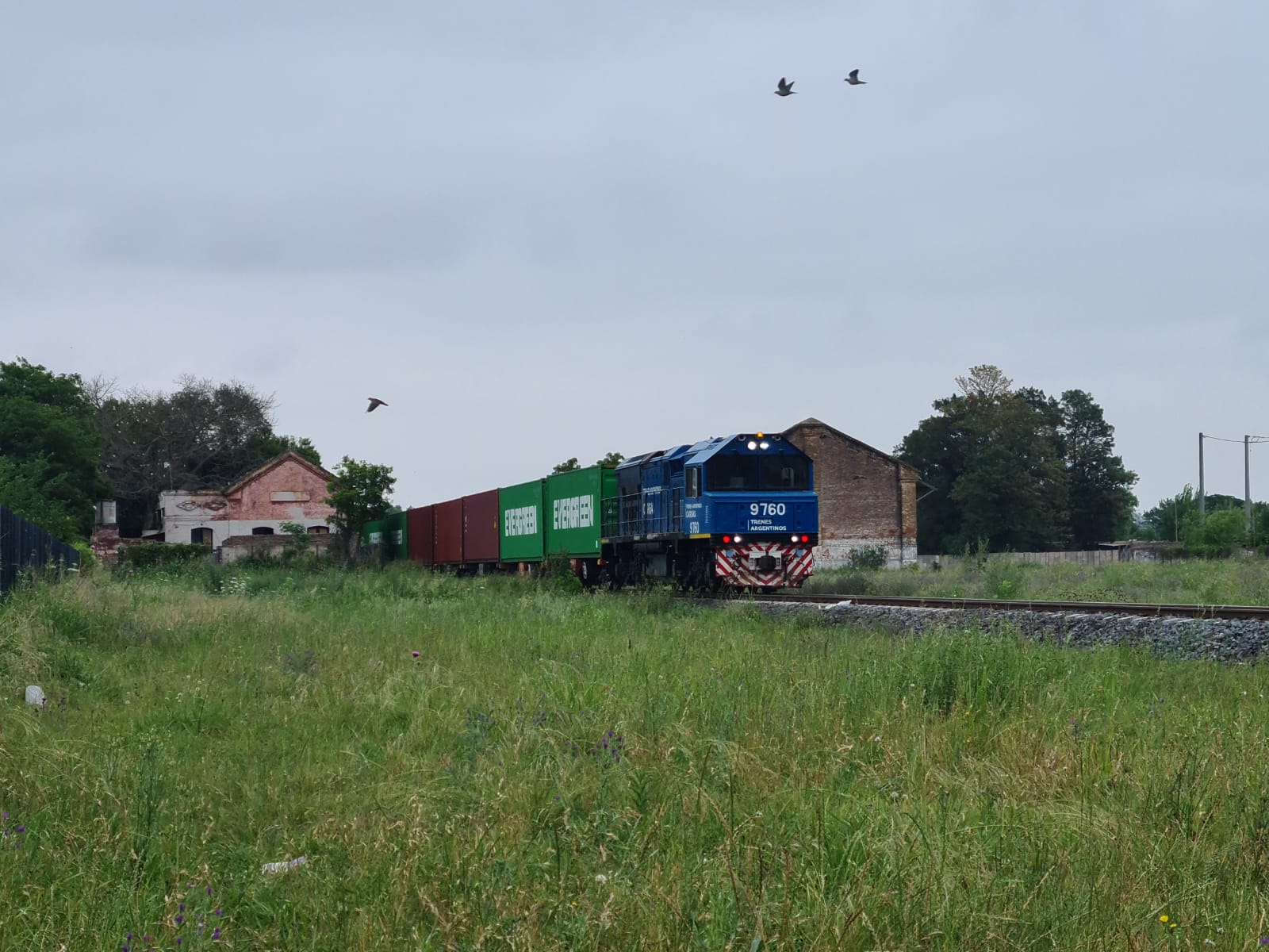 Locomotora azul con contenedores de un tren de cargas argentino